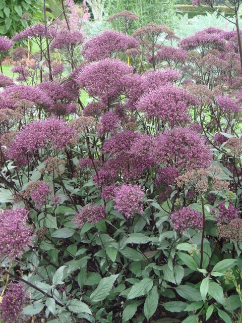 Trachelium caeruleum 'Jemmy'